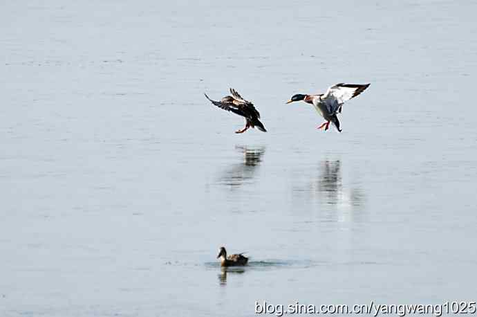 颐和园的收获（绿头鸭）
