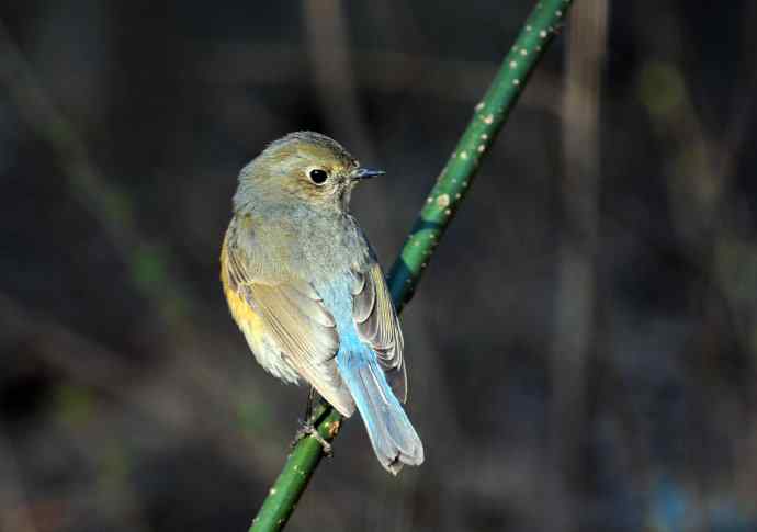 雌性红胁蓝尾鸲(40)