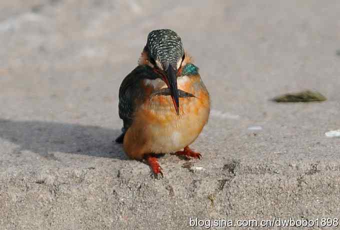 新年第一炮：小翠抓虾