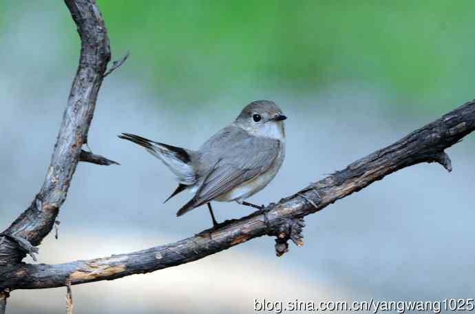 雌性红喉姬鹟(1) 雌性红喉姬鹟(1)