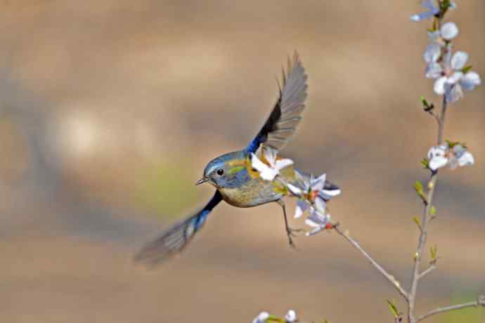 雄性红胁蓝尾鸲（6）