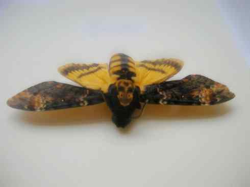 十大喜食蜂蜜动物：鬼脸天蛾