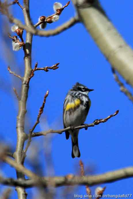 黄腰白喉林莺（2）