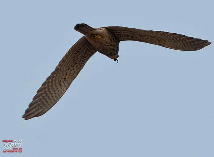 官厅水库&nbsp;wbr路&nbsp;wbr难得一见之红隼空中吃鼠