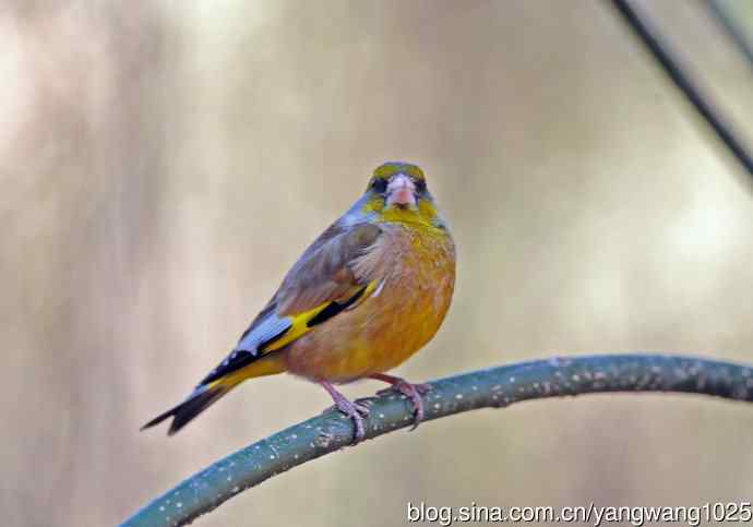 寻水解渴的金翅雀