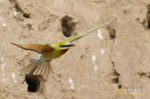 育雏期的鈥溊鹾矸浠⑩