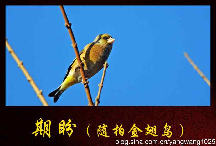 期盼（随拍金翅鸟）