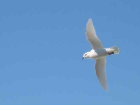 奇特的盔：雪海燕