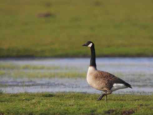 家禽驯化之源之十三（大雁、丹顶鹤）