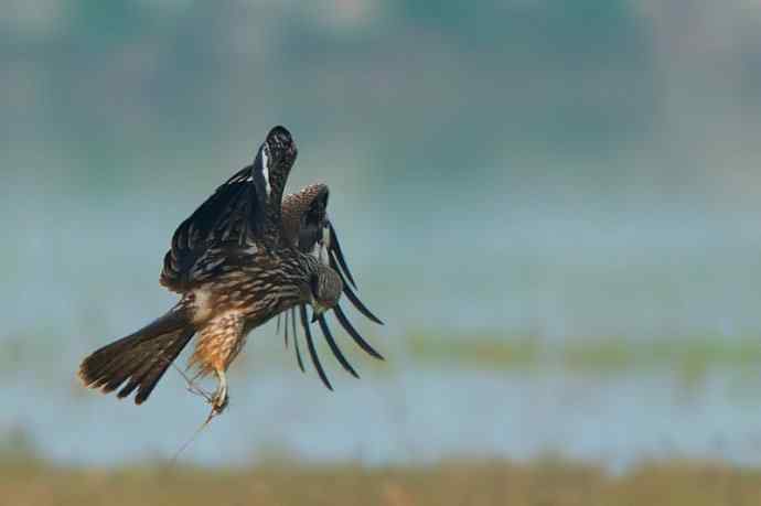 悬停的黑耳鸢（自然摄影）