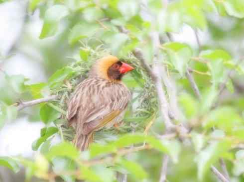 家禽驯化之源之二十四