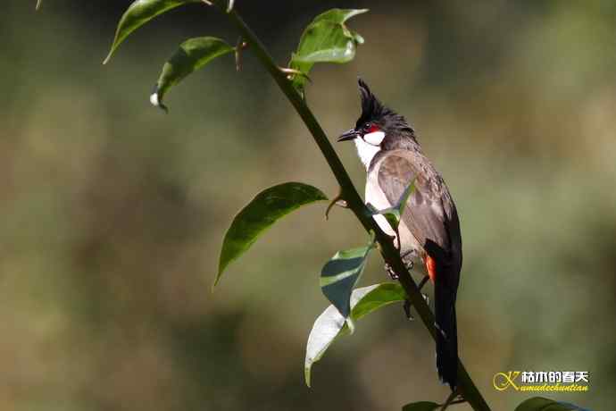 云南拍的三种鈥滒氢