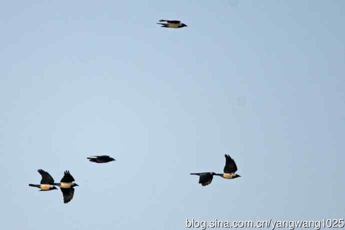 迁涉中的达乌里寒鸦（记录版）