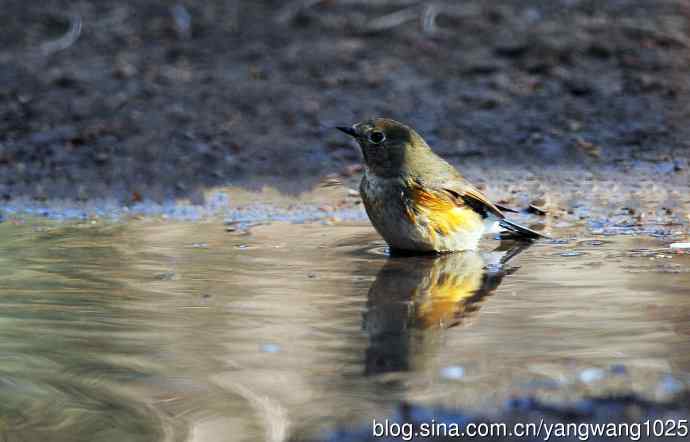 浴（雌性红胁蓝尾鸲）