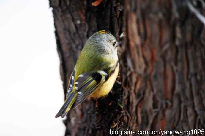 戴菊鸟(12) 戴菊鸟(12)