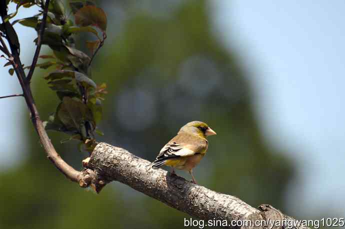 明星风范(拍摄金翅鸟纪实) 明星风范(拍摄金翅鸟纪实)