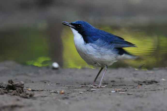 【综合】蓝歌邀宠 wbr五喉闹秋