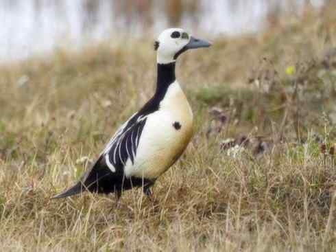 鸟类之最:欧绒鸭 鸟类之最:欧绒鸭