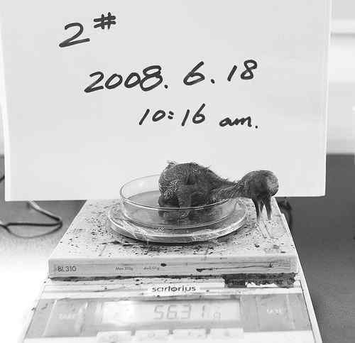 小朱鹮快快长大