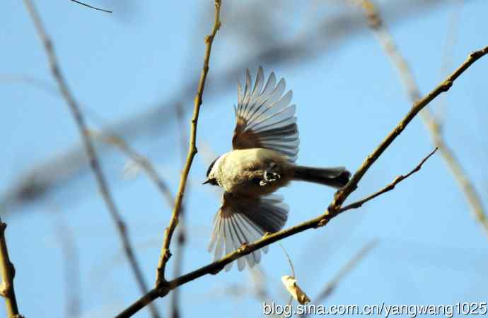 数九寒天的沼泽山雀