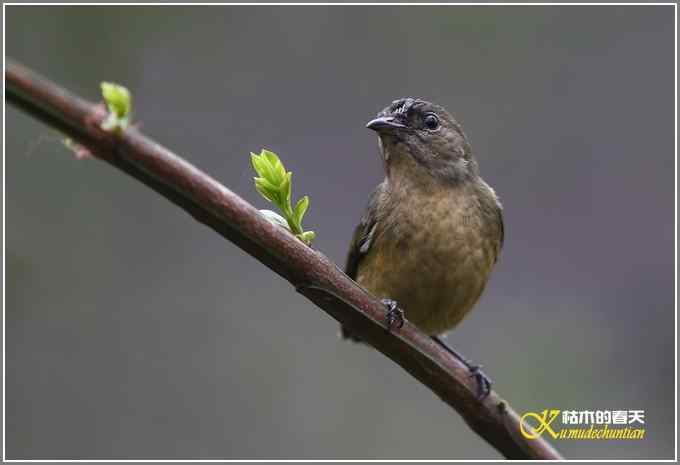 三天守候一只鸟【照片】