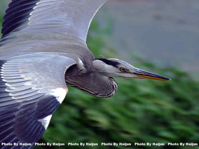 苍鹭飞行版 wbr爆框很愉快
