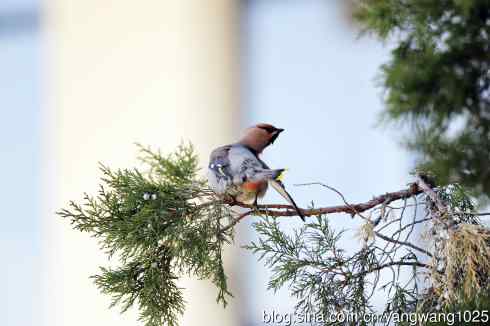 美吗?（太平鸟梳理篇）2