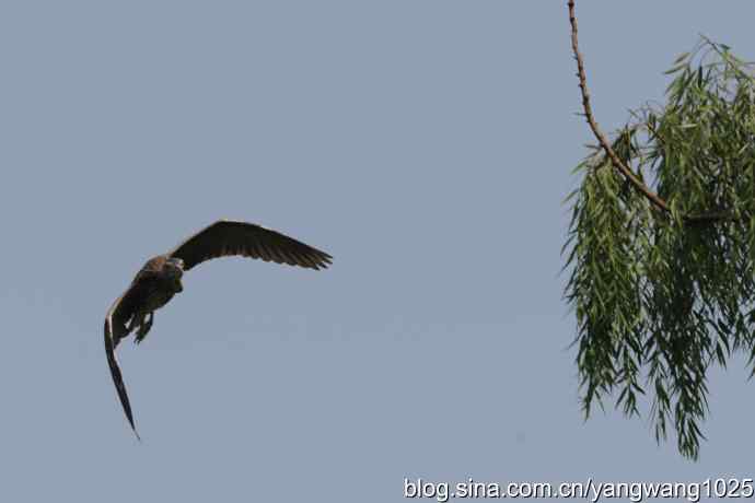 飞（海鸥与夜鹭） wbr2