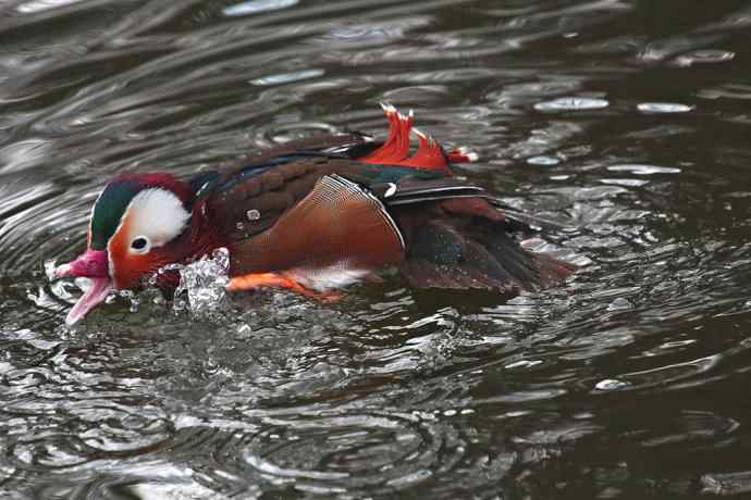 177.鸳鸯戏水--（大白）
