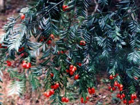 鱼类活化石：齿蝶鱼