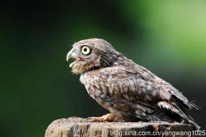 纵纹腹小鸮（2）