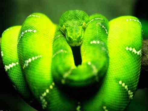 龙：传说的兽原型探秘（树蟒类）