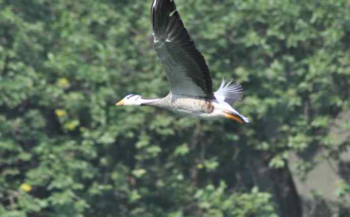 白天鹅、斑头雁