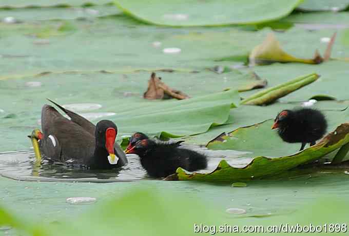 黑水鸡育雏 黑水鸡育雏