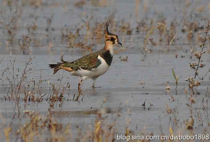 飞翔的凤头麦鸡