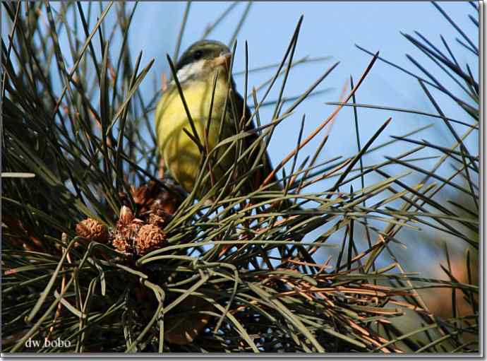 中国特有鸟种-黄腹山雀、黑头鳾