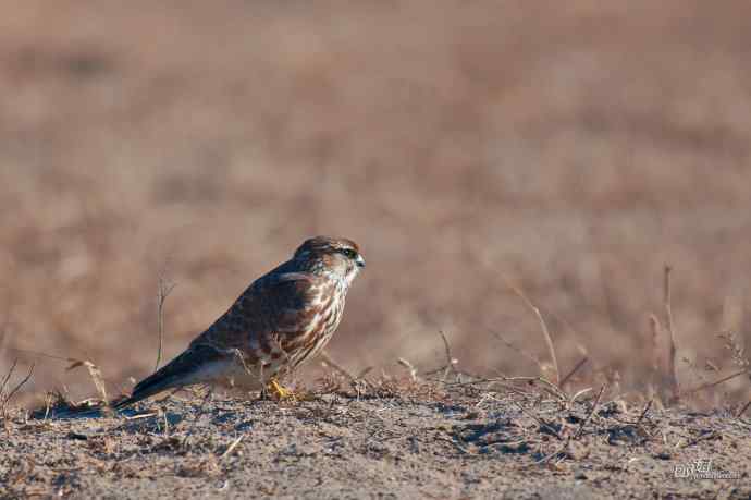 【野鸭湖的鸟】灰背隼