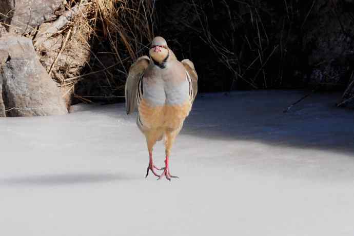 山岩上的石鸡★ 山岩上的石鸡★