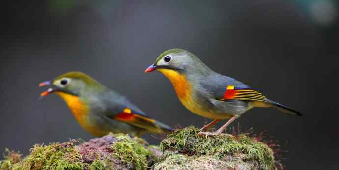 洋县两天观鸟,秦岭如此美妙! 洋县两天观鸟,秦岭如此美妙!