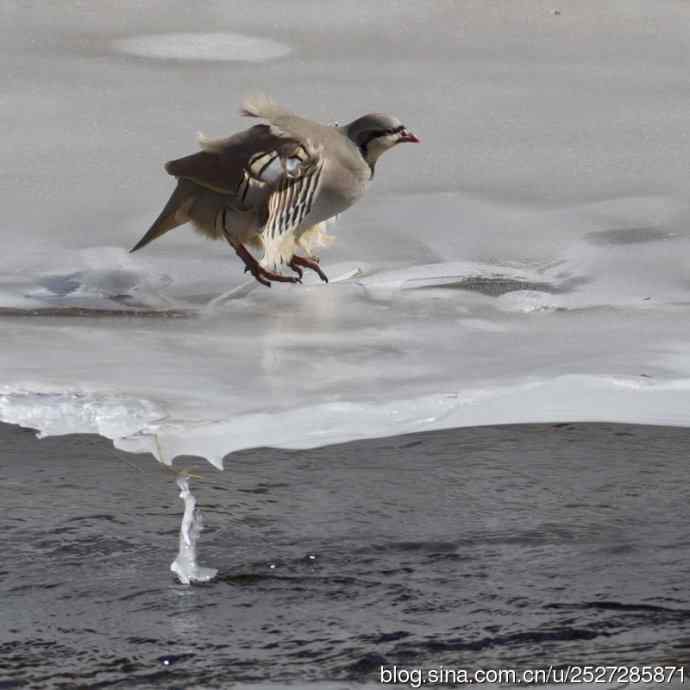 石鸡喝水的故事