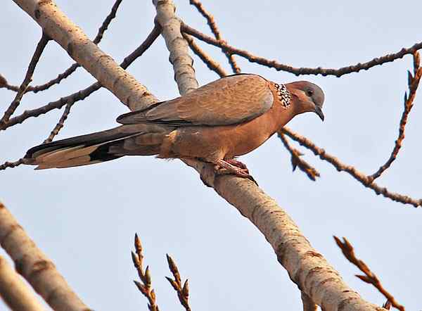 家乡的鸟（4），珠颈斑鸠（组图）