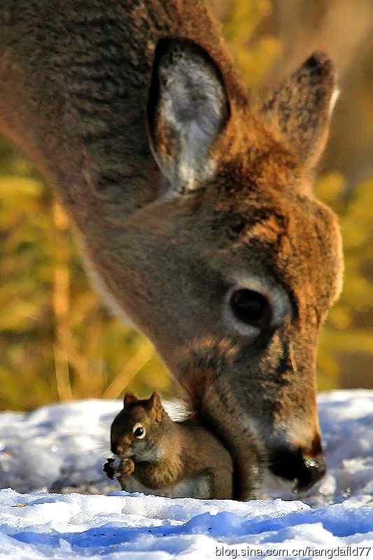 红松鼠与白尾鹿