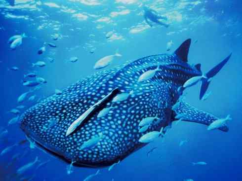 鱼类活化石：矛尾鱼