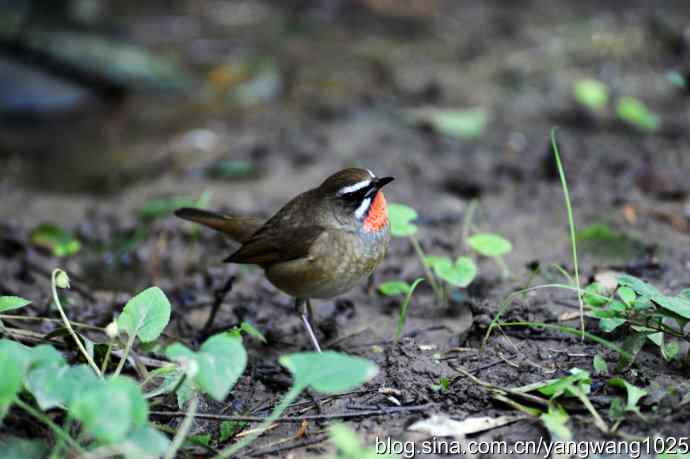 北京天坛公园的鸟类——红喉歌鸲（3）