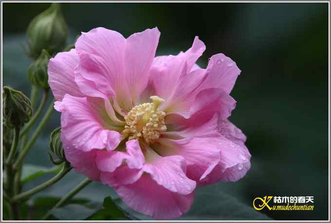 阴天拍的是鈥溞那殁潯菊掌