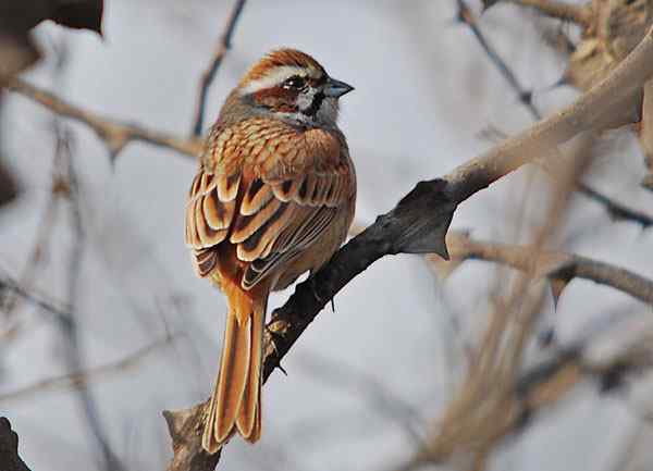 家乡的鸟（6），三道眉草鹀（组图）
