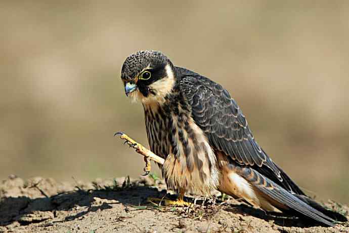 康西草原拍鈥溍外澚憔嗬耄ㄑ圉佬凑妫