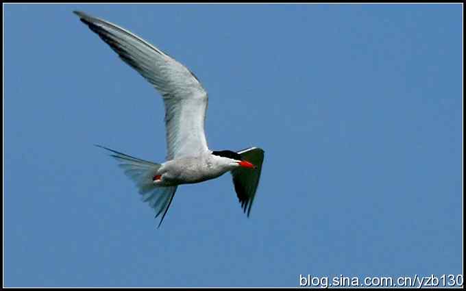 高尔基笔下的海燕是什么鸟？（组图）（蒙古行2）