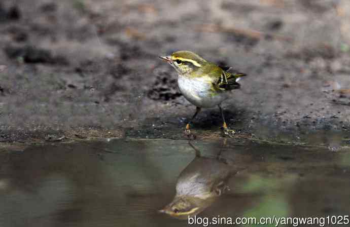 黄眉柳莺（20）