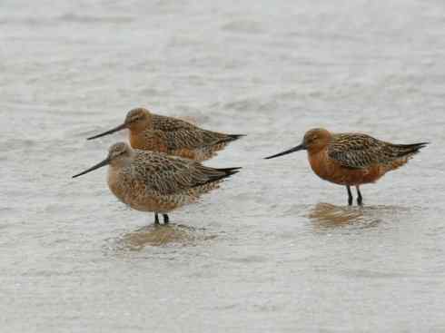 鸟类之最：斑尾滕鹬